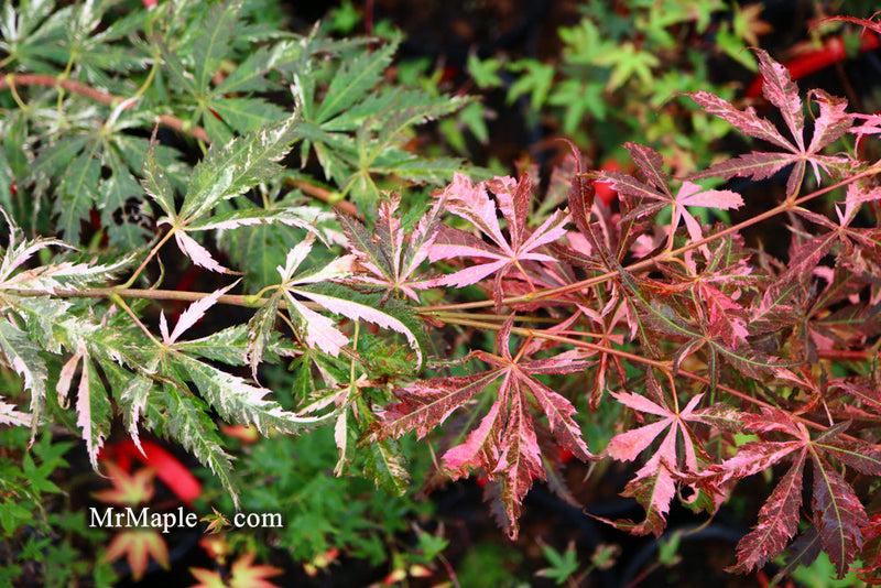 - FOR PICKUP ONLY | Acer palmatum 'Lileeanne's Jewel' Japanese Maple | DOES NOT SHIP - Mr Maple │ Buy Japanese Maple Trees