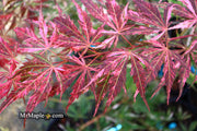 - Acer palmatum 'Lileeanne's Jewel' Japanese Maple - Mr Maple │ Buy Japanese Maple Trees