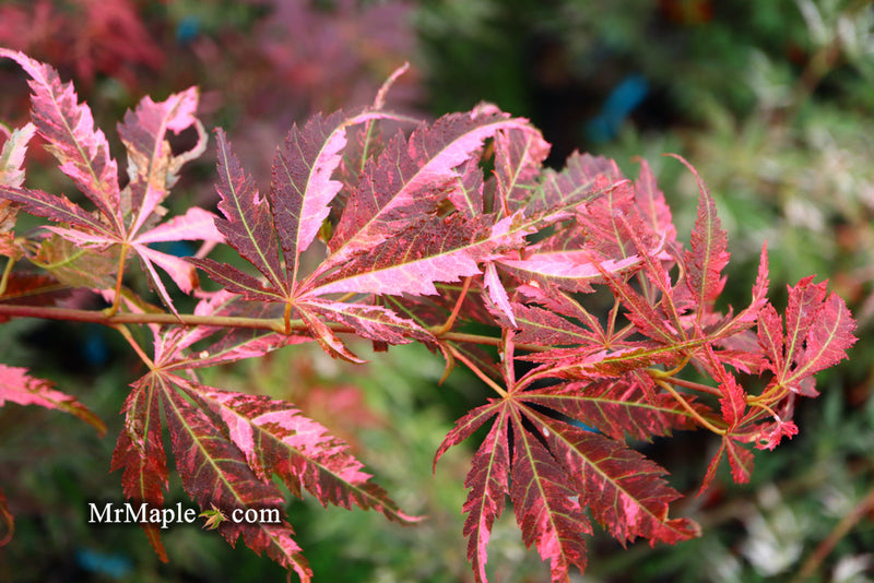 - Acer palmatum 'Lileeanne's Jewel' Japanese Maple - Mr Maple │ Buy Japanese Maple Trees