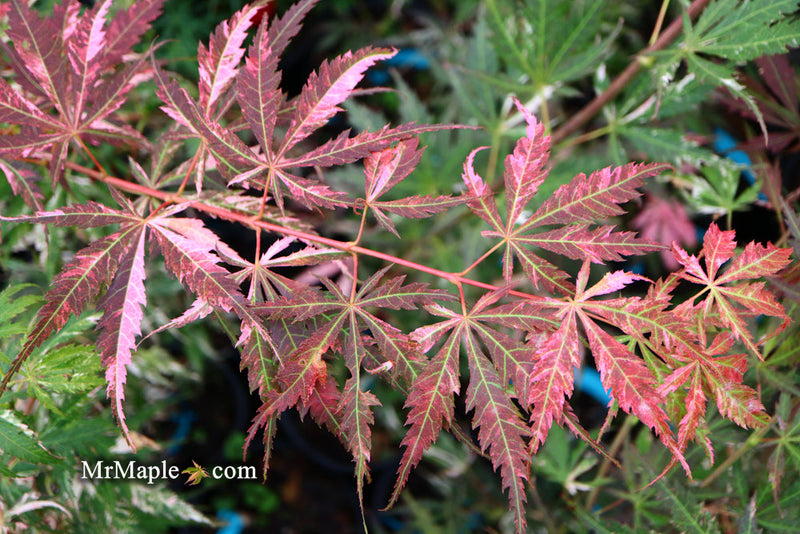 - FOR PICKUP ONLY | Acer palmatum 'Lileeanne's Jewel' Japanese Maple | DOES NOT SHIP - Mr Maple │ Buy Japanese Maple Trees