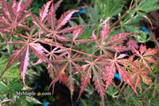 - Acer palmatum 'Lileeanne's Jewel' Japanese Maple - Mr Maple │ Buy Japanese Maple Trees