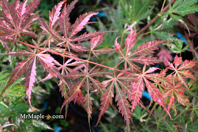 - Acer palmatum 'Lileeanne's Jewel' Japanese Maple - Mr Maple │ Buy Japanese Maple Trees
