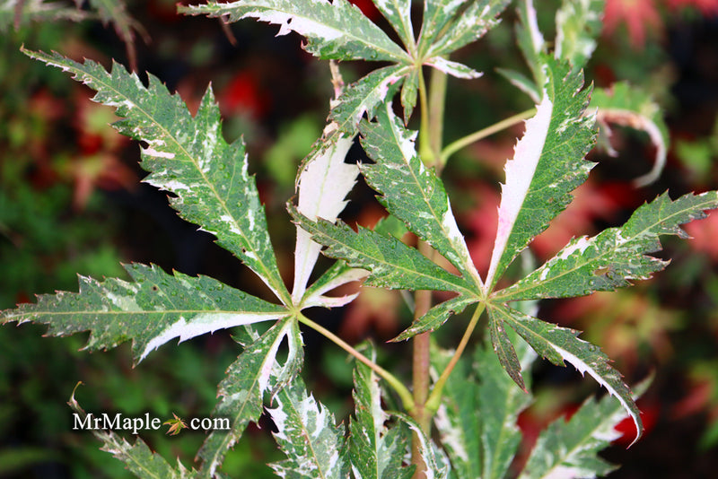 - Acer palmatum 'Lileeanne's Jewel' Japanese Maple - Mr Maple │ Buy Japanese Maple Trees