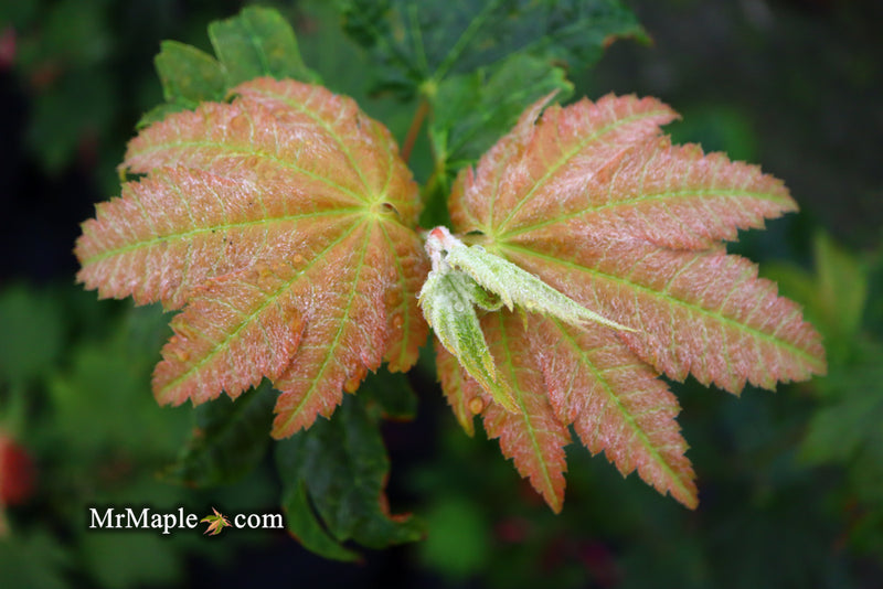 - Acer japonicum 'Taki no gawa' Full Moon Japanese Maple - Mr Maple │ Buy Japanese Maple Trees