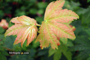 - Acer japonicum 'Taki no gawa' Full Moon Japanese Maple - Mr Maple │ Buy Japanese Maple Trees