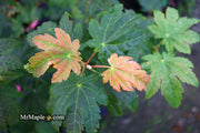 - Acer japonicum 'Taki no gawa' Full Moon Japanese Maple - Mr Maple │ Buy Japanese Maple Trees