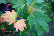 - Acer japonicum 'Taki no gawa' Full Moon Japanese Maple - Mr Maple │ Buy Japanese Maple Trees