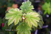 - Acer japonicum 'Taki no gawa' Full Moon Japanese Maple - Mr Maple │ Buy Japanese Maple Trees