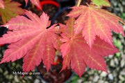 - Acer japonicum 'Vitifolium' Large Leaf Full Moon Japanese Maple - Mr Maple │ Buy Japanese Maple Trees