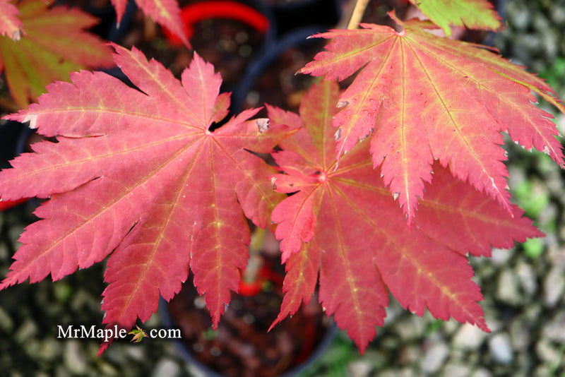 - Acer japonicum 'Vitifolium' Large Leaf Full Moon Japanese Maple - Mr Maple │ Buy Japanese Maple Trees