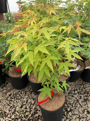 - Acer oliverianum 'Hot Blonde' Golden Japanese Maple - Mr Maple │ Buy Japanese Maple Trees