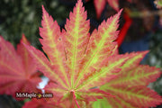- Acer japonicum 'Vitifolium' Large Leaf Full Moon Japanese Maple - Mr Maple │ Buy Japanese Maple Trees