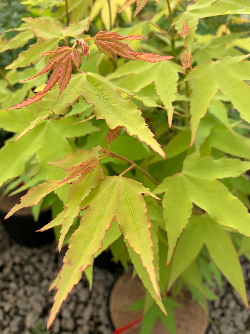 - Acer oliverianum 'Hot Blonde' Golden Japanese Maple - Mr Maple │ Buy Japanese Maple Trees