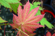 - Acer japonicum 'Vitifolium' Large Leaf Full Moon Japanese Maple - Mr Maple │ Buy Japanese Maple Trees