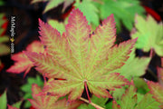 - Acer japonicum 'Vitifolium' Large Leaf Full Moon Japanese Maple - Mr Maple │ Buy Japanese Maple Trees