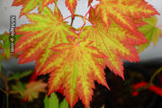 - Acer japonicum 'Vitifolium' Large Leaf Full Moon Japanese Maple - Mr Maple │ Buy Japanese Maple Trees