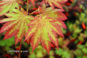- Acer japonicum 'Vitifolium' Large Leaf Full Moon Japanese Maple - Mr Maple │ Buy Japanese Maple Trees