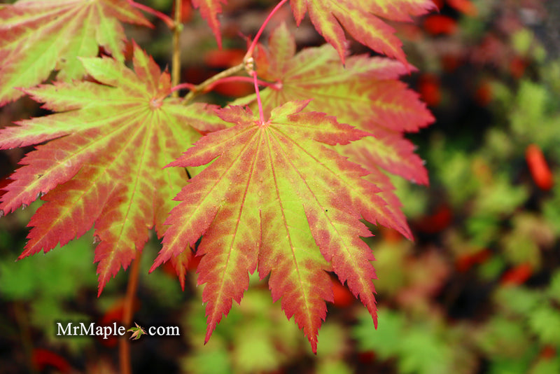 - Acer japonicum 'Vitifolium' Large Leaf Full Moon Japanese Maple - Mr Maple │ Buy Japanese Maple Trees