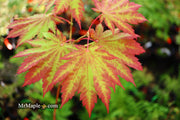 - Acer japonicum 'Vitifolium' Large Leaf Full Moon Japanese Maple - Mr Maple │ Buy Japanese Maple Trees