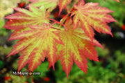 - Acer japonicum 'Vitifolium' Large Leaf Full Moon Japanese Maple - Mr Maple │ Buy Japanese Maple Trees