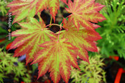 - Acer japonicum 'Vitifolium' Large Leaf Full Moon Japanese Maple - Mr Maple │ Buy Japanese Maple Trees