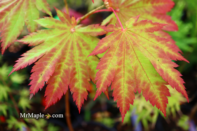 - Acer japonicum 'Vitifolium' Large Leaf Full Moon Japanese Maple - Mr Maple │ Buy Japanese Maple Trees