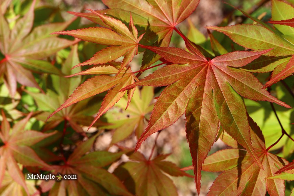 Acer palmatum 'Aksel' Japanese Maple