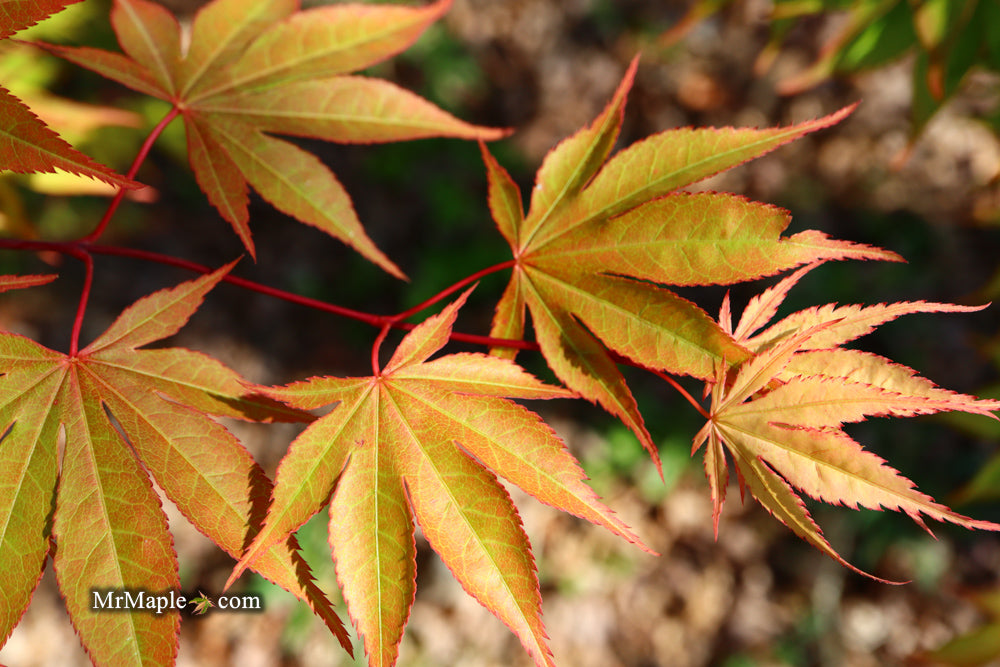 Acer palmatum 'Aksel' Japanese Maple