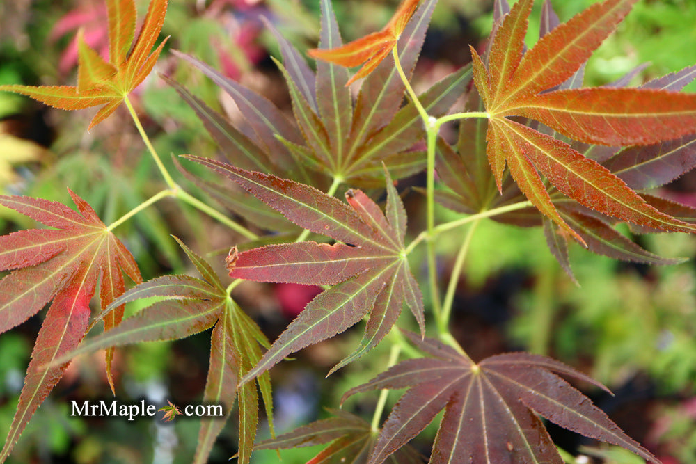 Acer palmatum 'Umegae' Japanese Maple