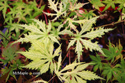 - Acer palmatum 'Grandma Ghost' Japanese Maple - Mr Maple │ Buy Japanese Maple Trees
