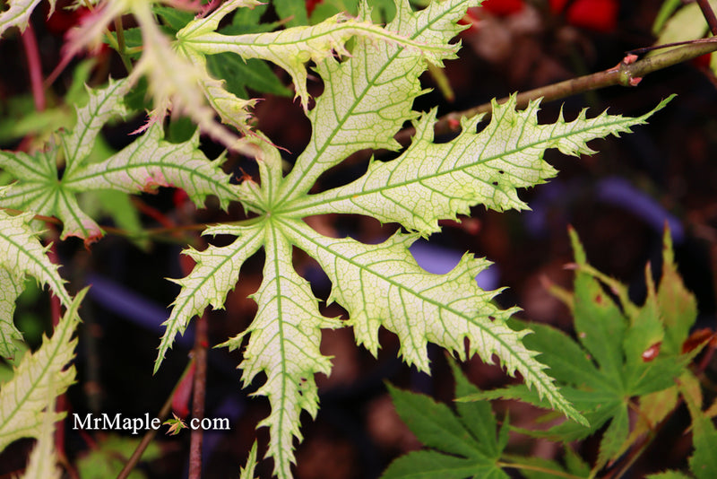 - Acer palmatum 'Grandma Ghost' Japanese Maple - Mr Maple │ Buy Japanese Maple Trees