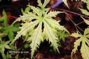 - Acer palmatum 'Grandma Ghost' Japanese Maple - Mr Maple │ Buy Japanese Maple Trees