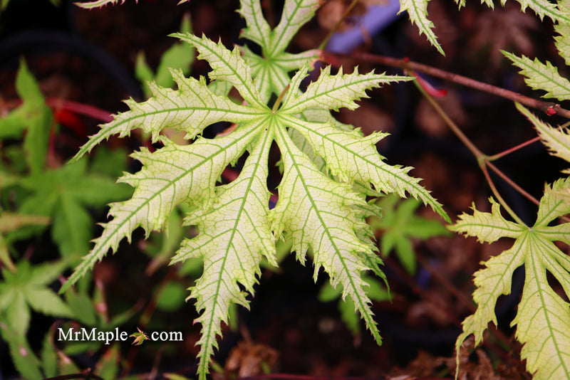 - Acer palmatum 'Grandma Ghost' Japanese Maple - Mr Maple │ Buy Japanese Maple Trees