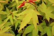 - Acer oliverianum 'Hot Blonde' Golden Japanese Maple - Mr Maple │ Buy Japanese Maple Trees