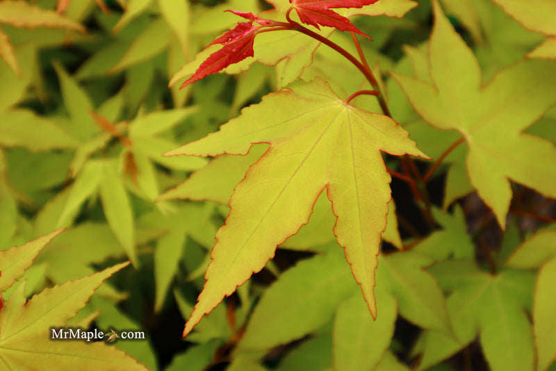 - Acer oliverianum 'Hot Blonde' Golden Japanese Maple - Mr Maple │ Buy Japanese Maple Trees