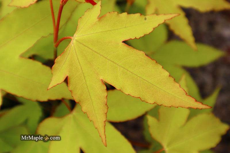 - Acer oliverianum 'Hot Blonde' Golden Japanese Maple - Mr Maple │ Buy Japanese Maple Trees