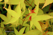 - Acer oliverianum 'Hot Blonde' Golden Japanese Maple - Mr Maple │ Buy Japanese Maple Trees
