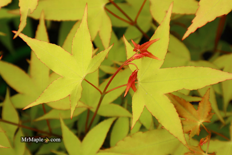 - Acer oliverianum 'Hot Blonde' Golden Japanese Maple - Mr Maple │ Buy Japanese Maple Trees