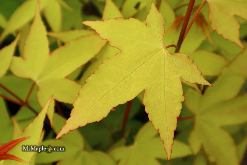 - Acer oliverianum 'Hot Blonde' Golden Japanese Maple - Mr Maple │ Buy Japanese Maple Trees