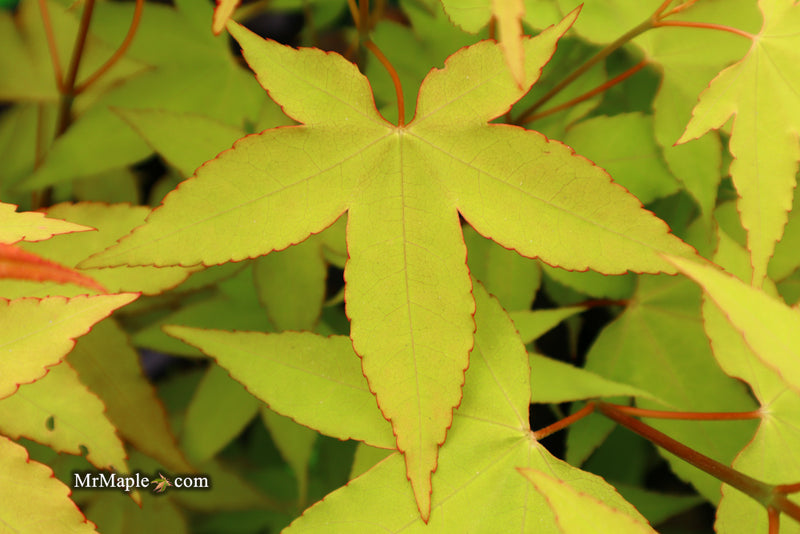 - Acer oliverianum 'Hot Blonde' Golden Japanese Maple - Mr Maple │ Buy Japanese Maple Trees