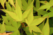 - Acer oliverianum 'Hot Blonde' Golden Japanese Maple - Mr Maple │ Buy Japanese Maple Trees