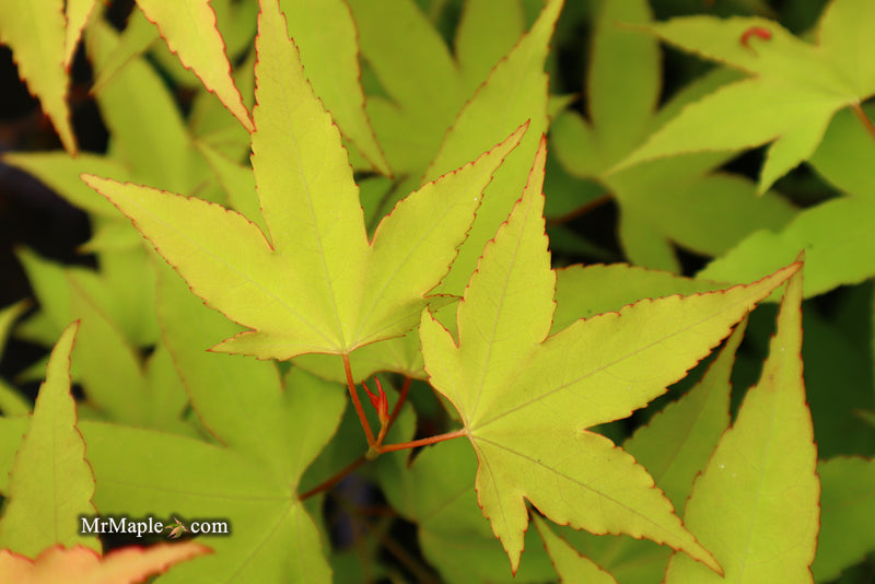 - Acer oliverianum 'Hot Blonde' Golden Japanese Maple - Mr Maple │ Buy Japanese Maple Trees