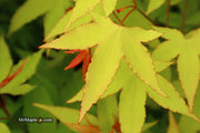 - Acer oliverianum 'Hot Blonde' Golden Japanese Maple - Mr Maple │ Buy Japanese Maple Trees