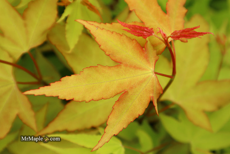 - Acer oliverianum 'Hot Blonde' Golden Japanese Maple - Mr Maple │ Buy Japanese Maple Trees