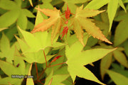 - Acer oliverianum 'Hot Blonde' Golden Japanese Maple - Mr Maple │ Buy Japanese Maple Trees