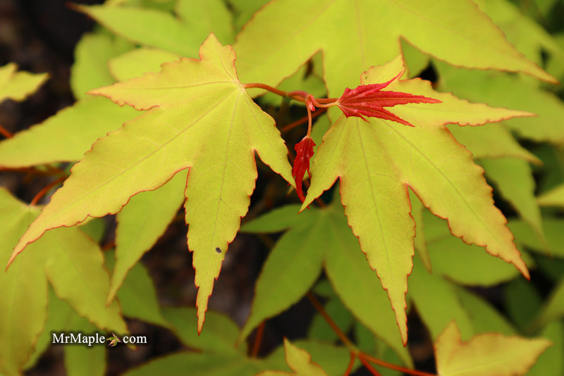 - Acer oliverianum 'Hot Blonde' Golden Japanese Maple - Mr Maple │ Buy Japanese Maple Trees