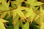 - Acer oliverianum 'Hot Blonde' Golden Japanese Maple - Mr Maple │ Buy Japanese Maple Trees