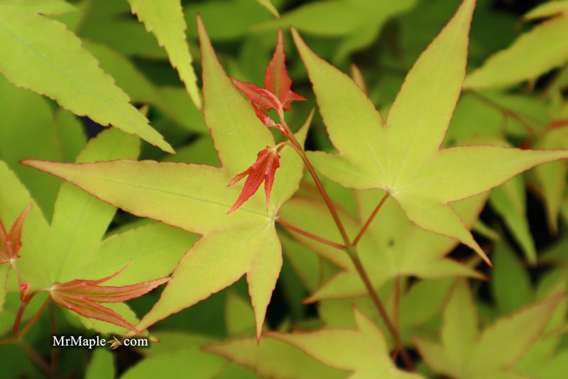 - Acer oliverianum 'Hot Blonde' Golden Japanese Maple - Mr Maple │ Buy Japanese Maple Trees