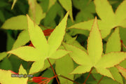 - Acer oliverianum 'Hot Blonde' Golden Japanese Maple - Mr Maple │ Buy Japanese Maple Trees