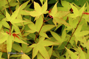 - Acer oliverianum 'Hot Blonde' Golden Japanese Maple - Mr Maple │ Buy Japanese Maple Trees